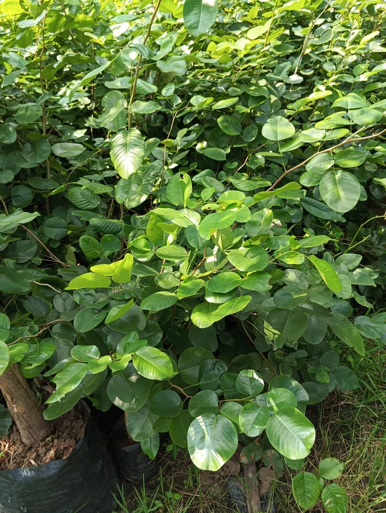 đàn hương cần che nắng không
