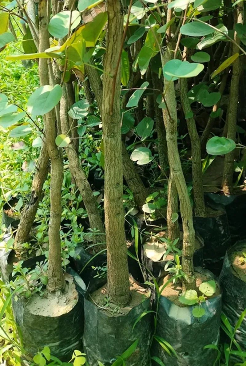 đàn hương cần che nắng không