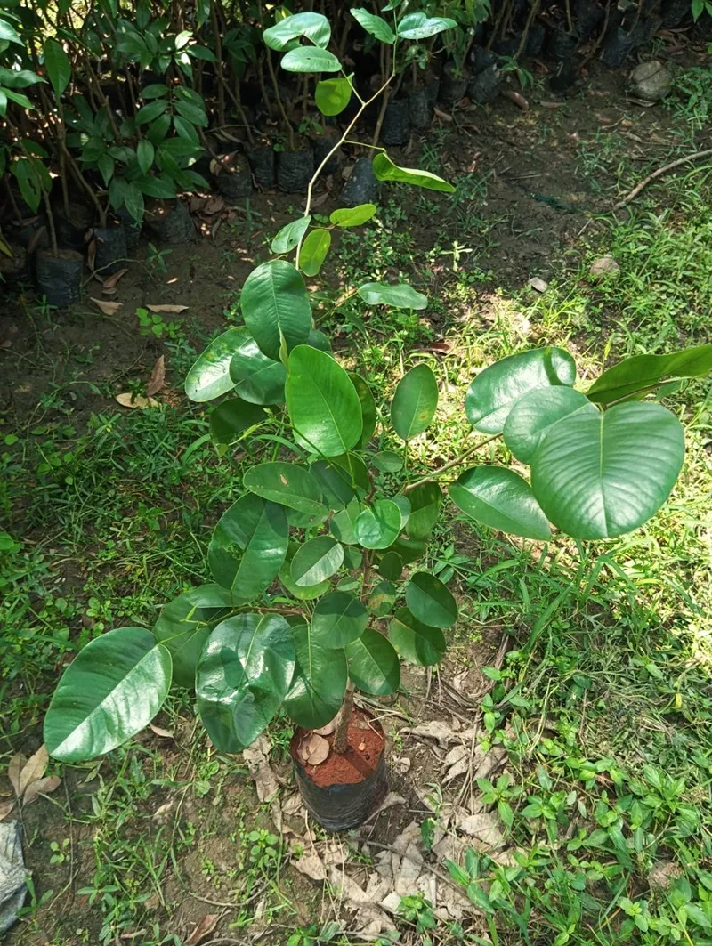 đàn hương cần che nắng không