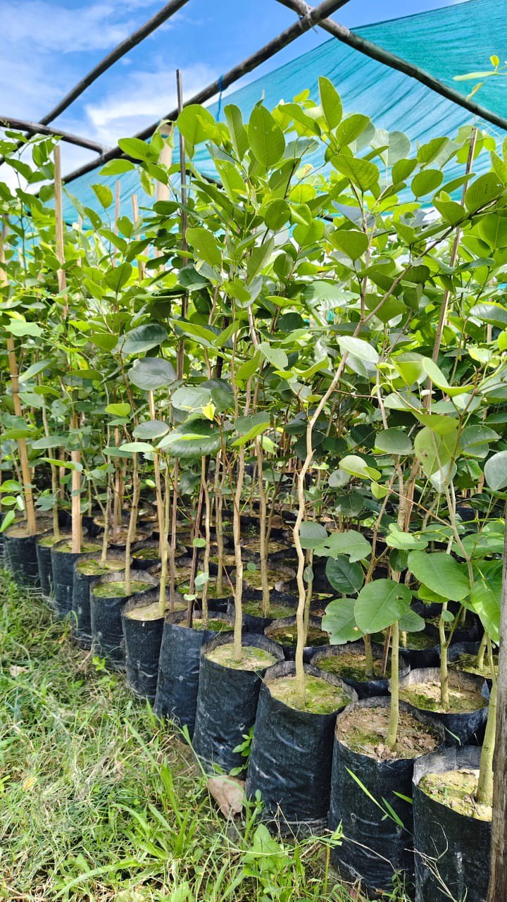 đàn hương chịu gió mạnh không