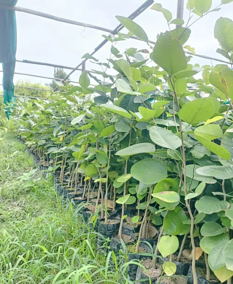 đàn hương chịu gió mạnh không