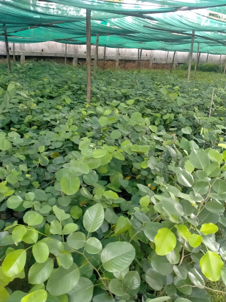 đàn hương chịu lạnh không