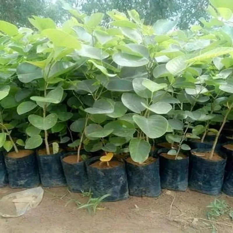 đàn hương có lừa đảo không