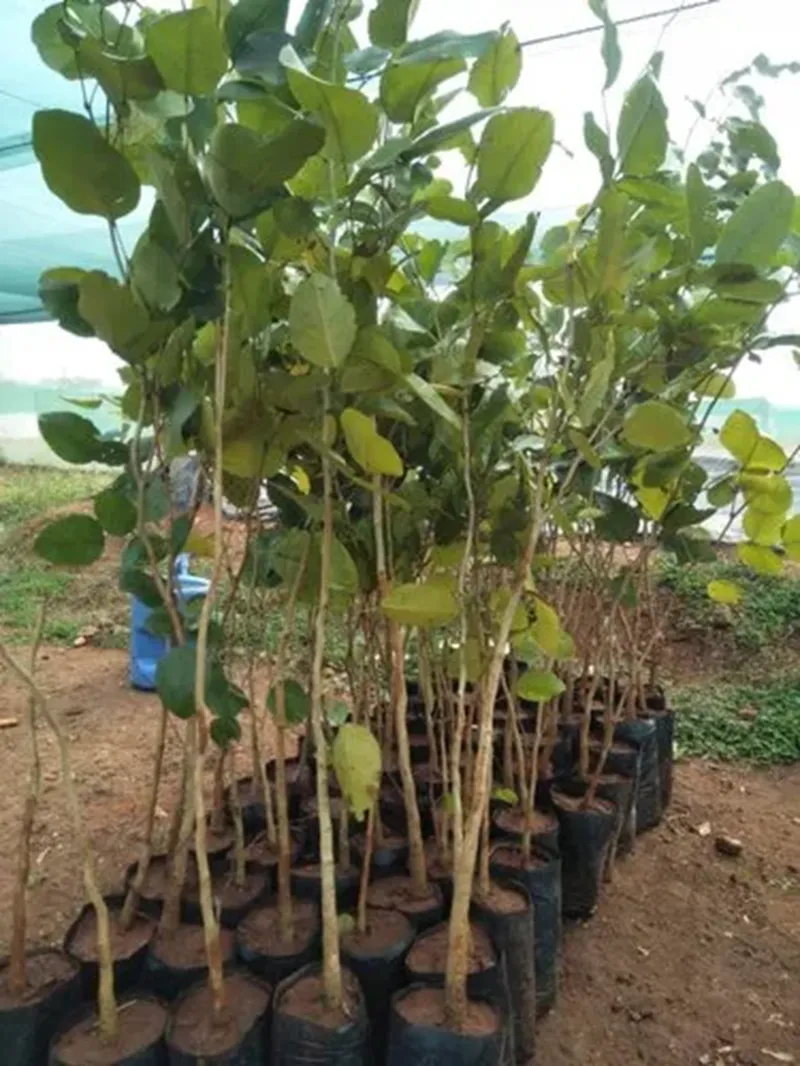 đàn hương có lừa đảo không