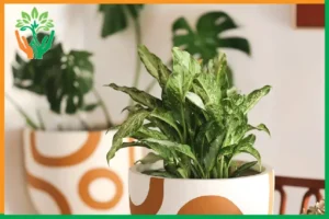 đàn hương đặt ở phòng thờ thế nào