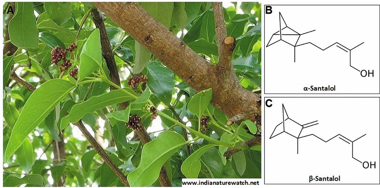 đàn hương là cây gì