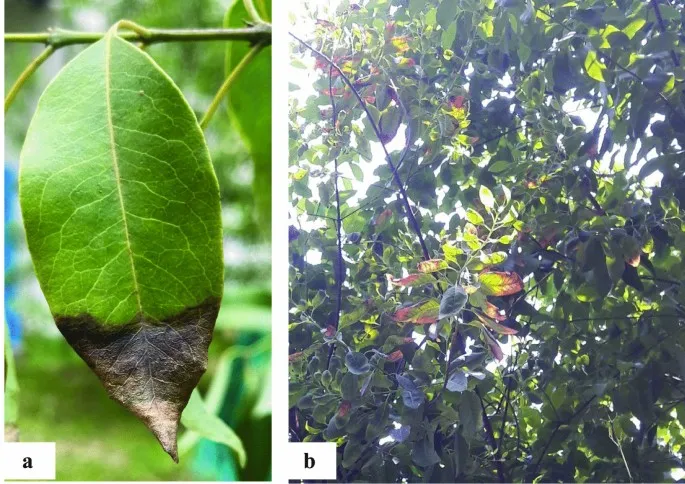 đàn hương là cây gì