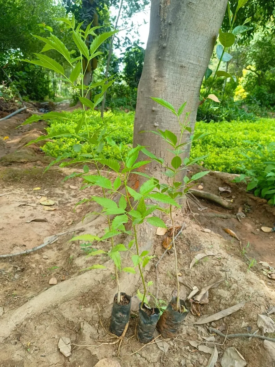đàn hương nhập khẩu từ ấn độ