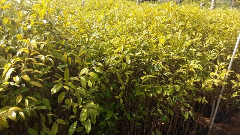 đàn hương phát triển tốt ở kon tum