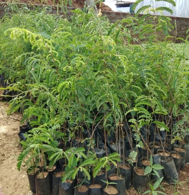 đàn hương tại các vùng cao nguyên