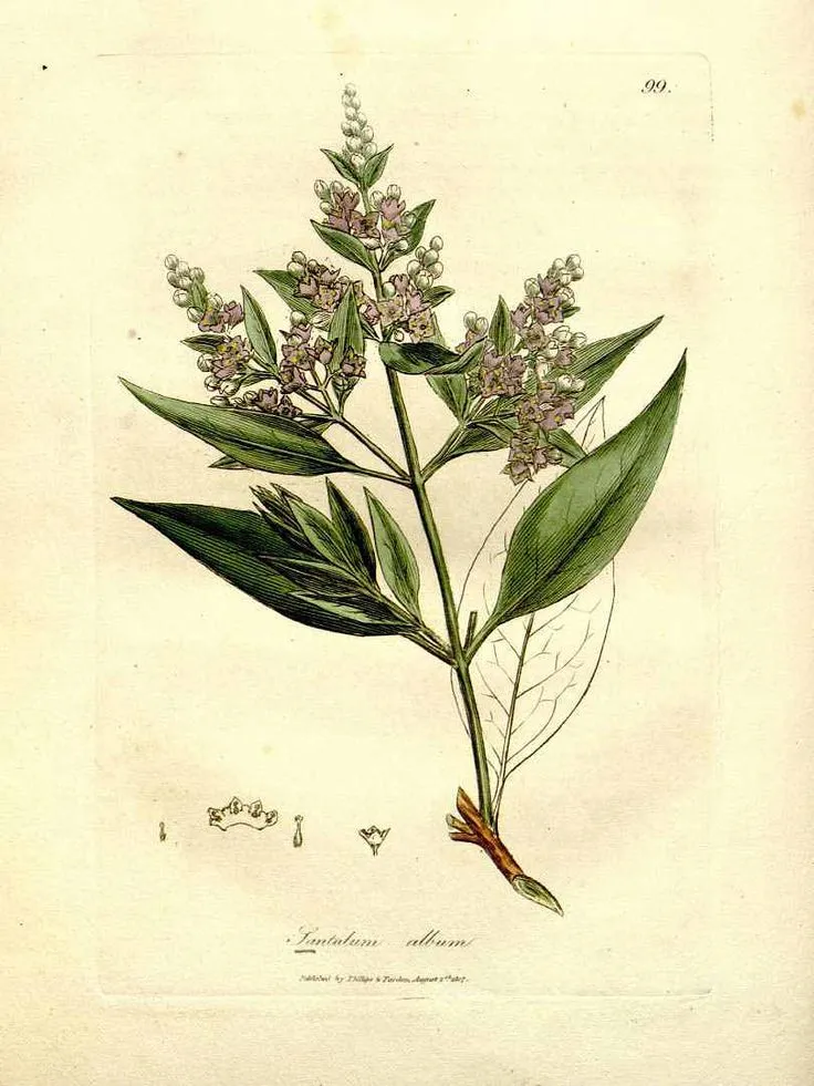 đàn hương trong phật giáo