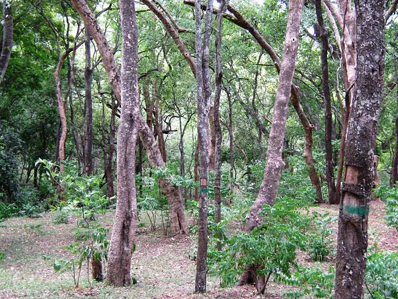 đàn hương trong thương mại quốc tế