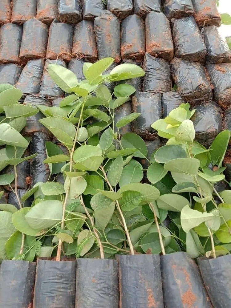 đàn hương trong thương mại quốc tế