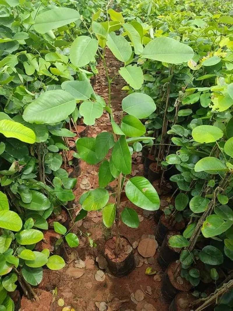 đàn hương trong thương mại quốc tế