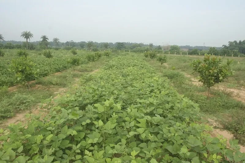 đàn hương trồng xen điều