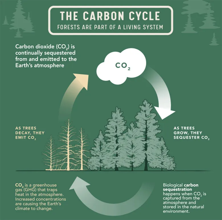 đàn hương trung hòa carbon