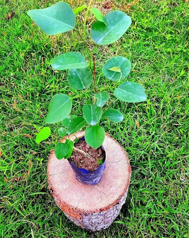 đàn hương trung hòa carbon