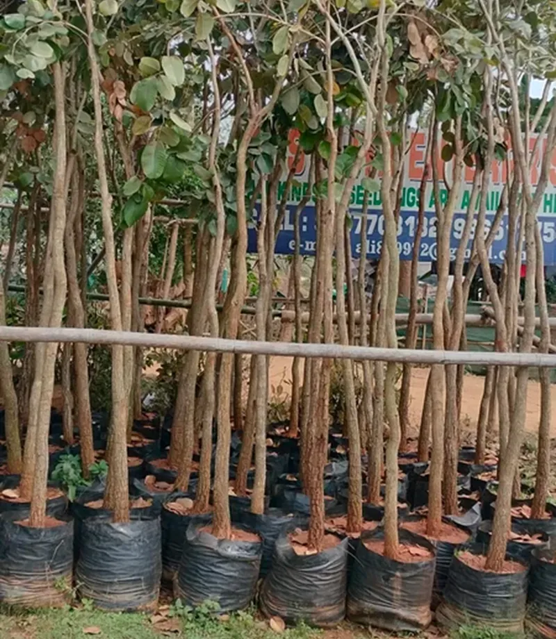 đàn hương tưới bao nhiêu