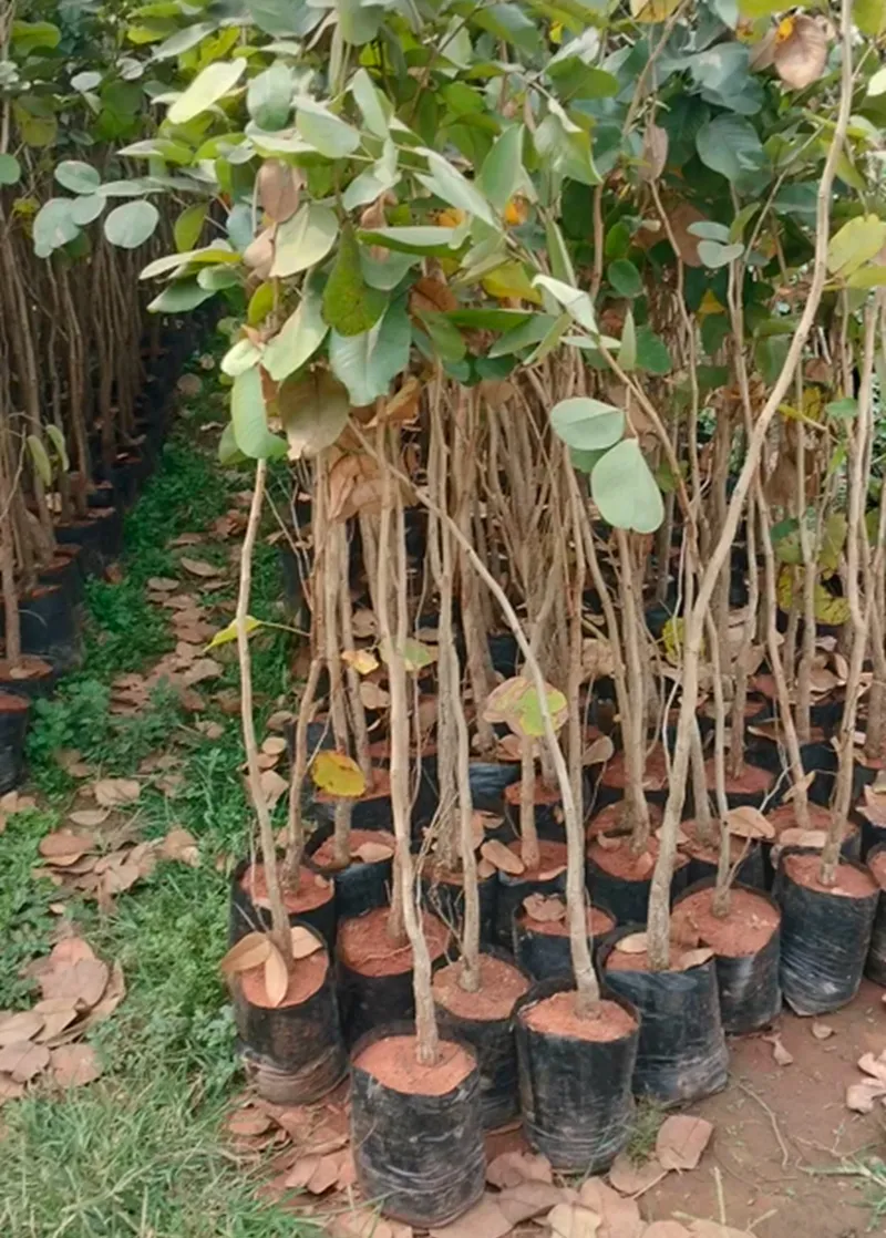 đàn hương tưới bao nhiêu