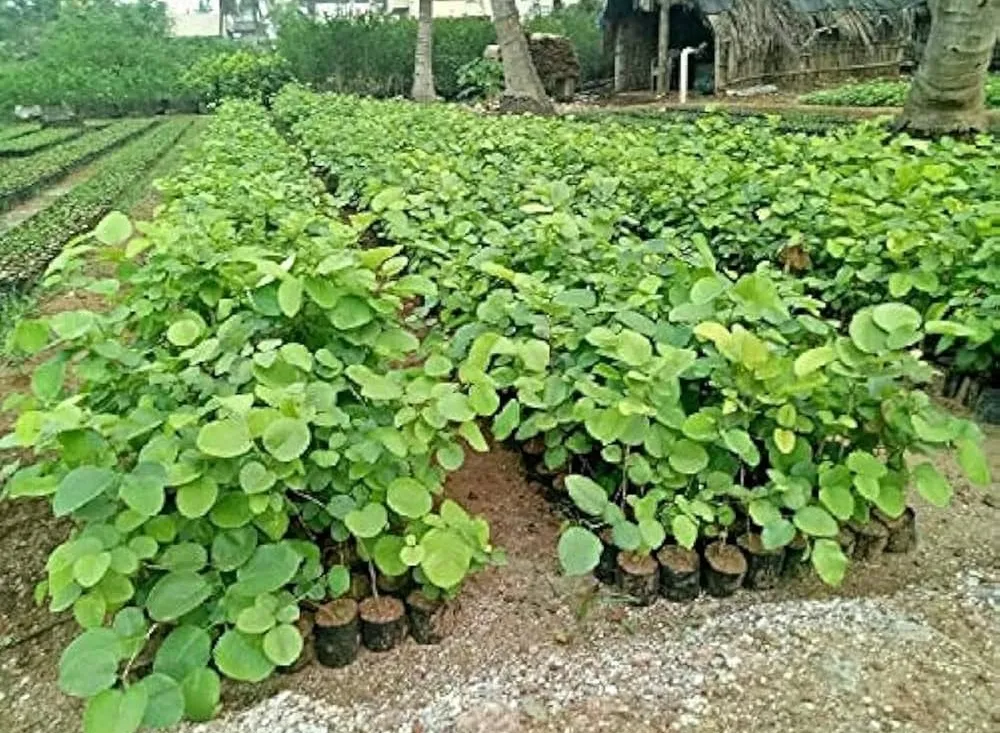 đàn hương và thị trường mỹ