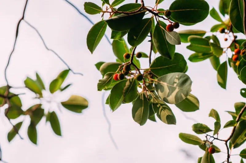 đàn hương xuất khẩu sang trung quốc