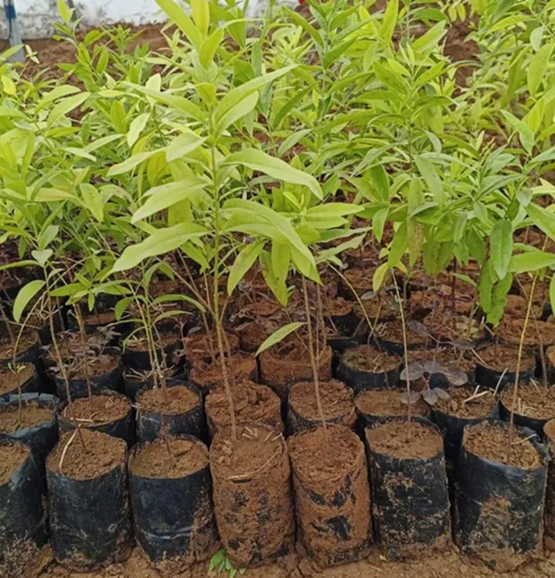 đàn hương xuất khẩu tại Quảng Nam