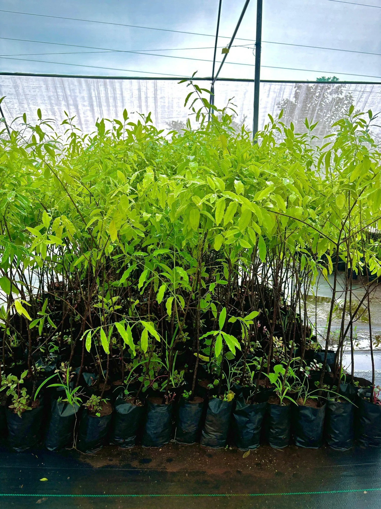 đàn hương xuất khẩu tại Quảng Nam