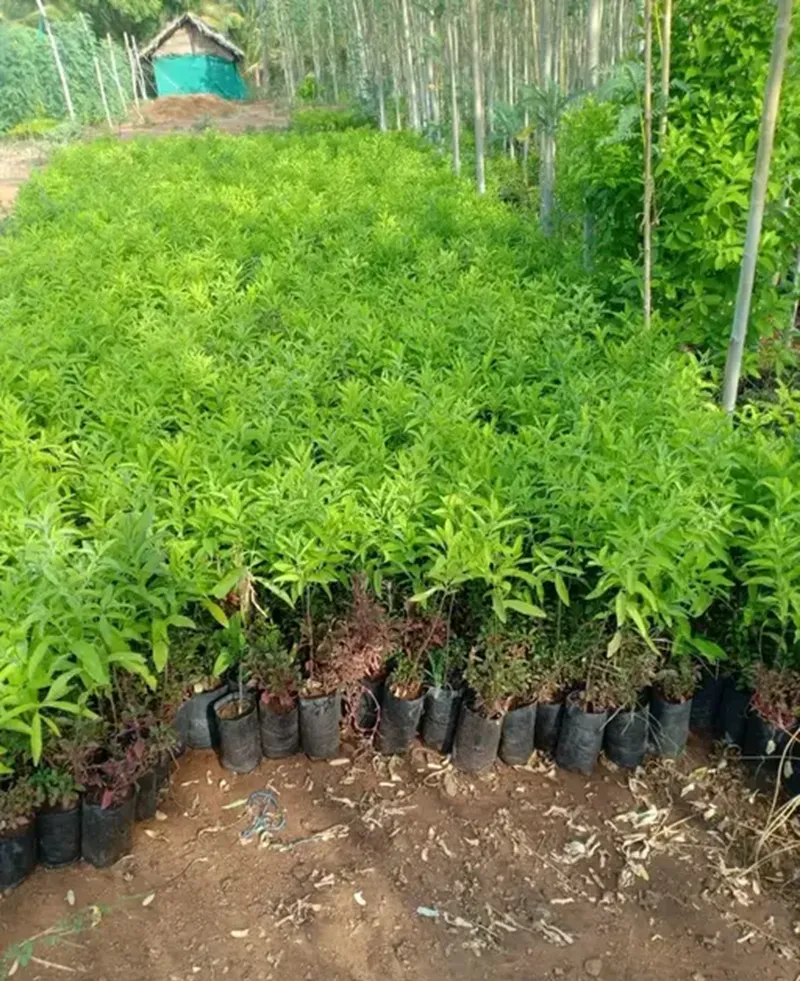 đầu tư đàn hương tại việt nam