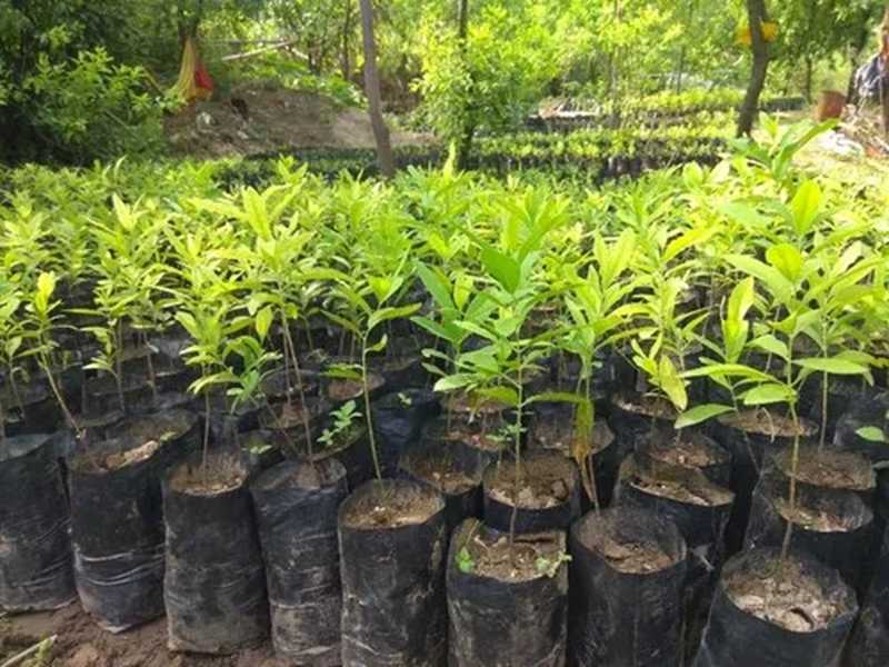 đầu tư đàn hương tại việt nam