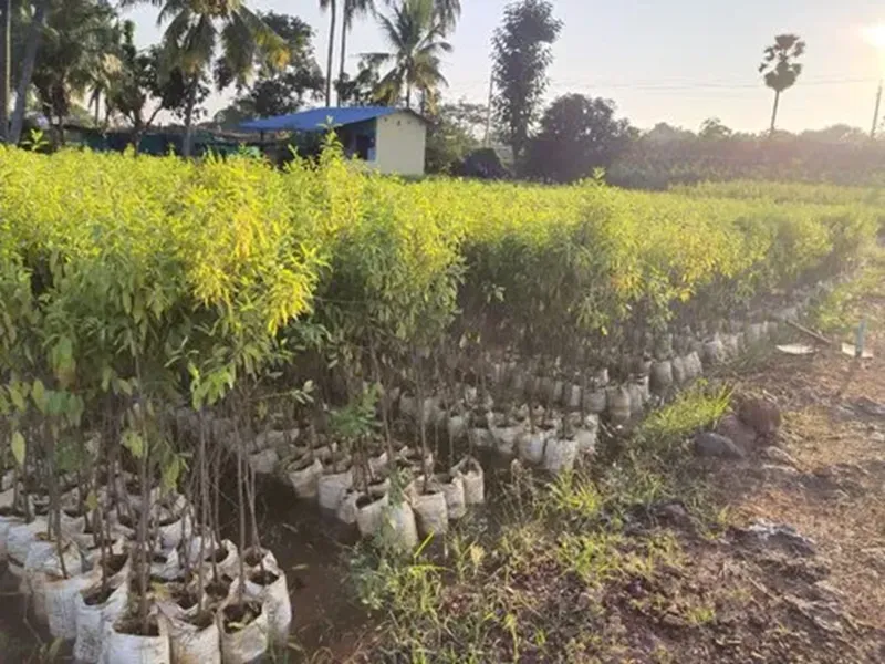 đầu tư đàn hương tại việt nam