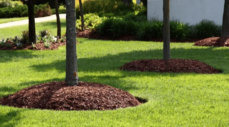 đệm lót hữu cơ cho gốc cây đàn hương