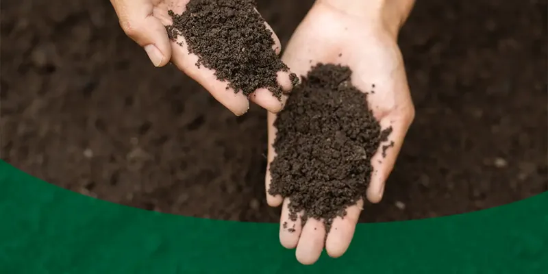 độ bão hòa bazơ của đất trồng đàn hương
