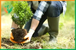 độ cao phù hợp cho cây đàn hương