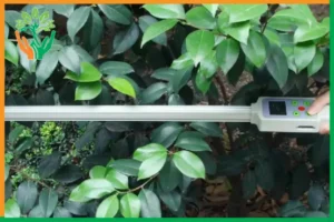 đo chỉ số lá ở cây đàn hương