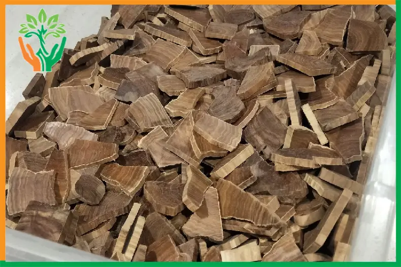 độ co rút gỗ đàn hương khi sấy