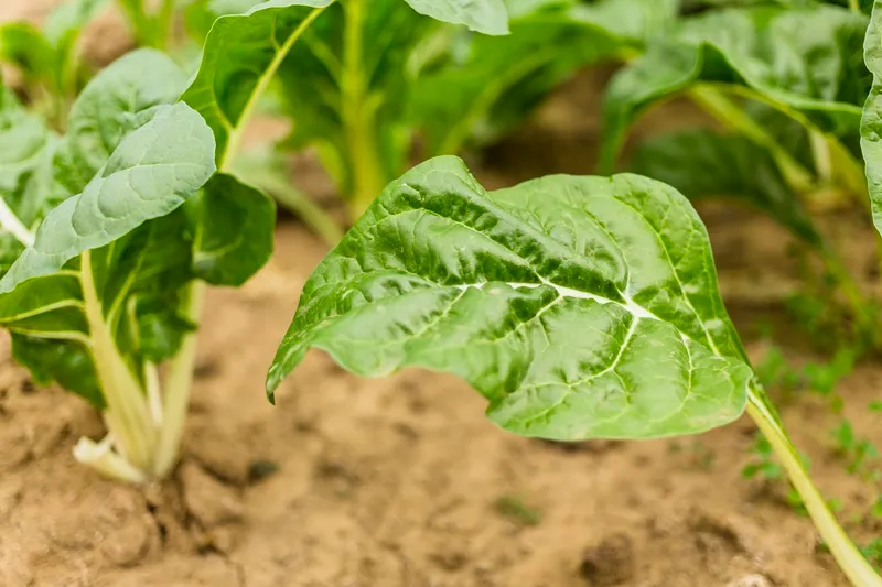 độ ph đất phù hợp cho đàn hương