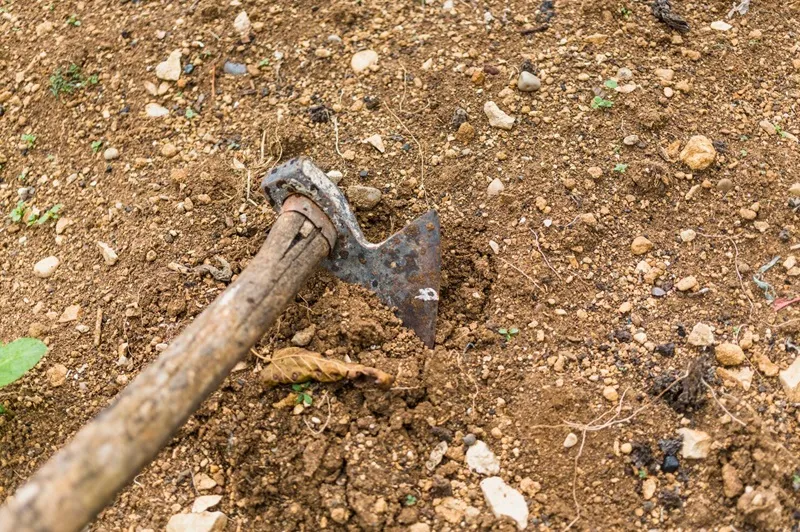 độ ph đất phù hợp cho đàn hương