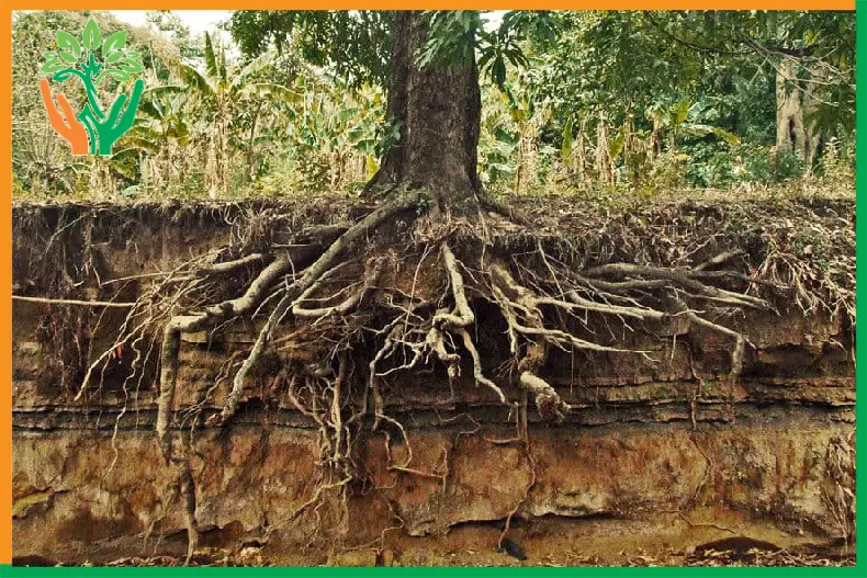 độ sâu rễ cây đàn hương