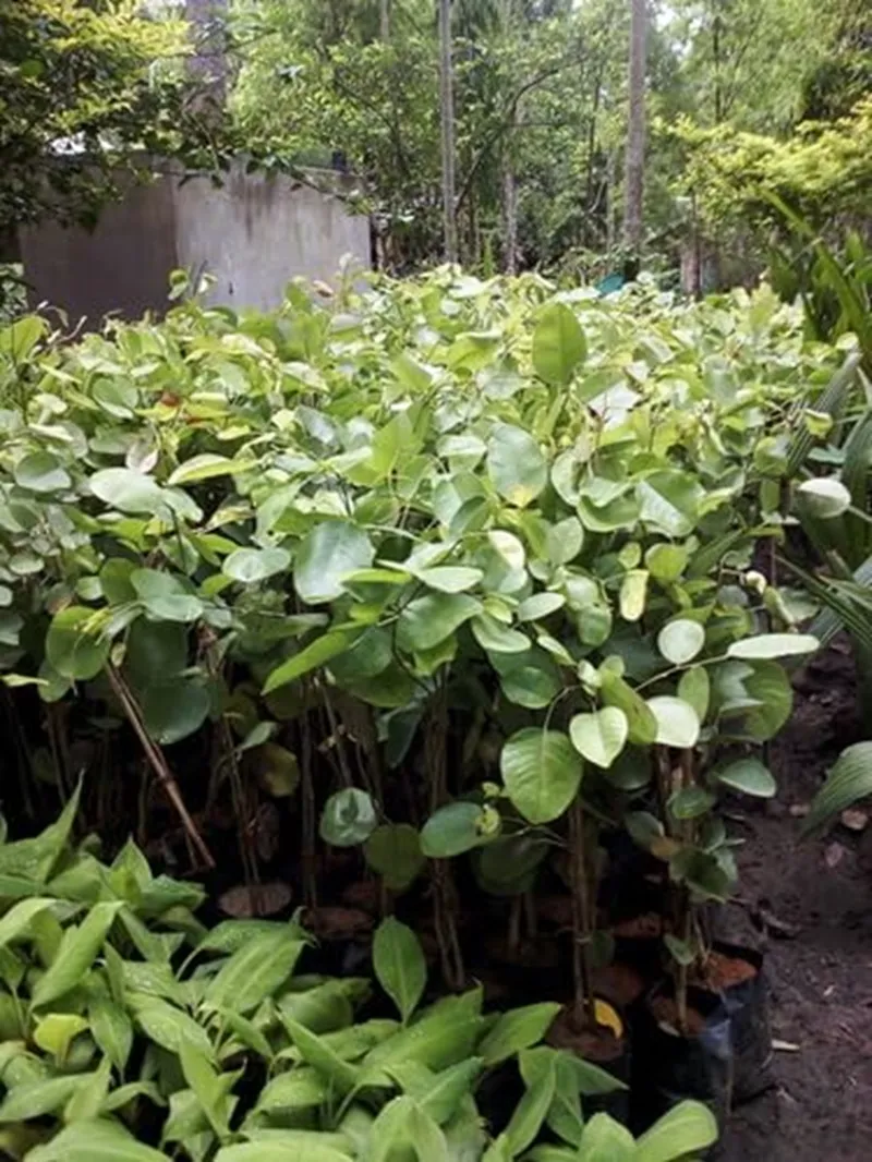 doanh thu đàn hương sau 10 năm