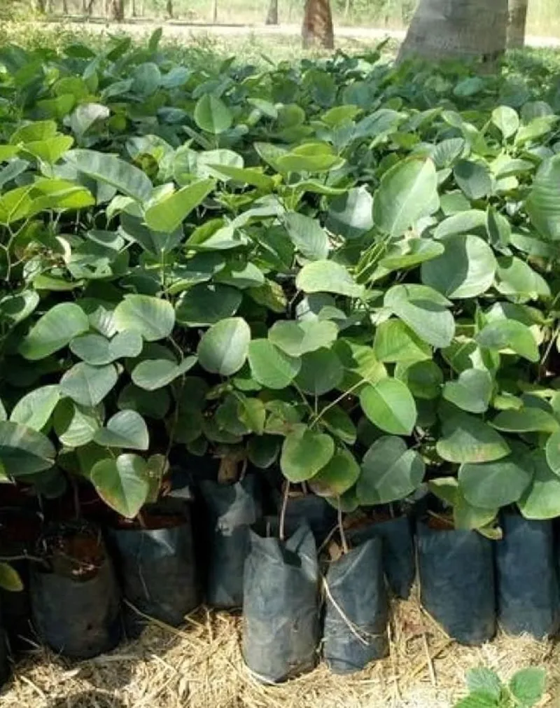 doanh thu đàn hương sau 10 năm