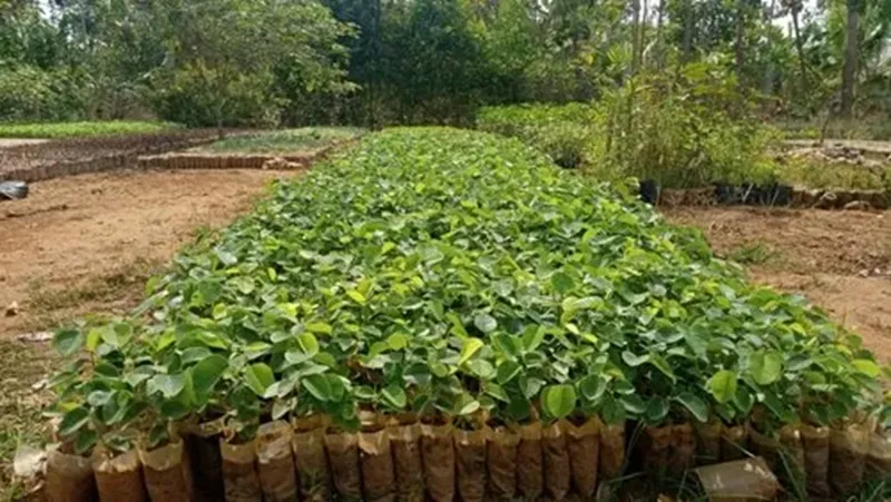 dự án trồng đàn hương ở Bình Phước