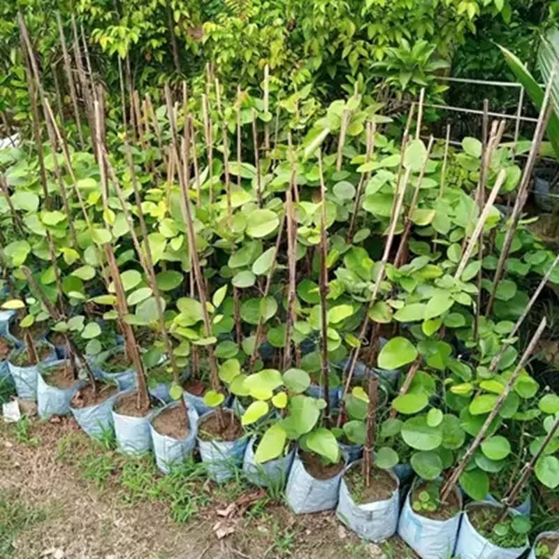 dự án trồng đàn hương ở Bình Phước