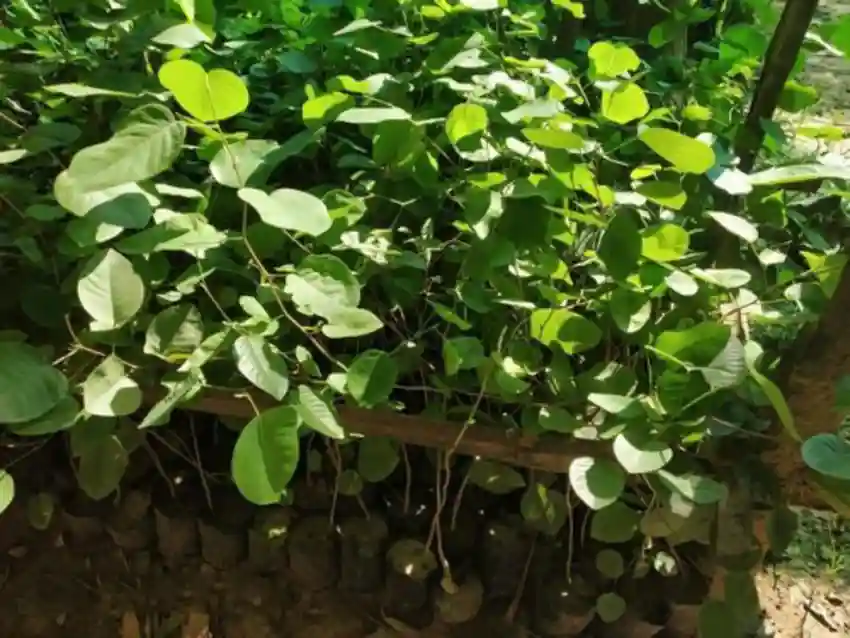 dự án trồng đàn hương ở Bình Phước