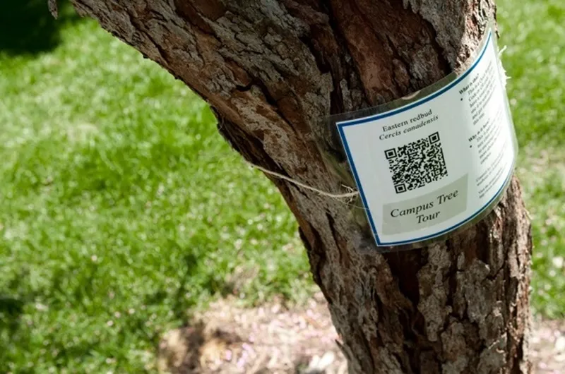 ghi mã qr cây đàn hương