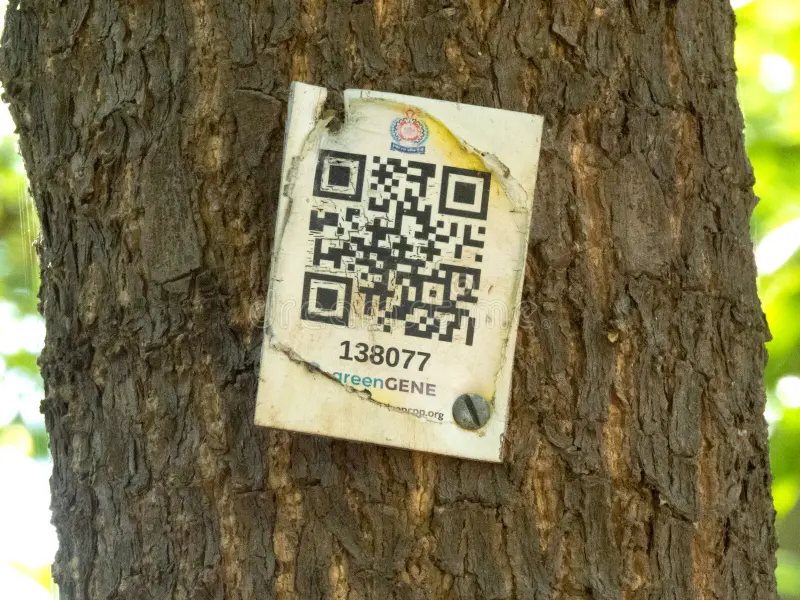 ghi mã qr cây đàn hương