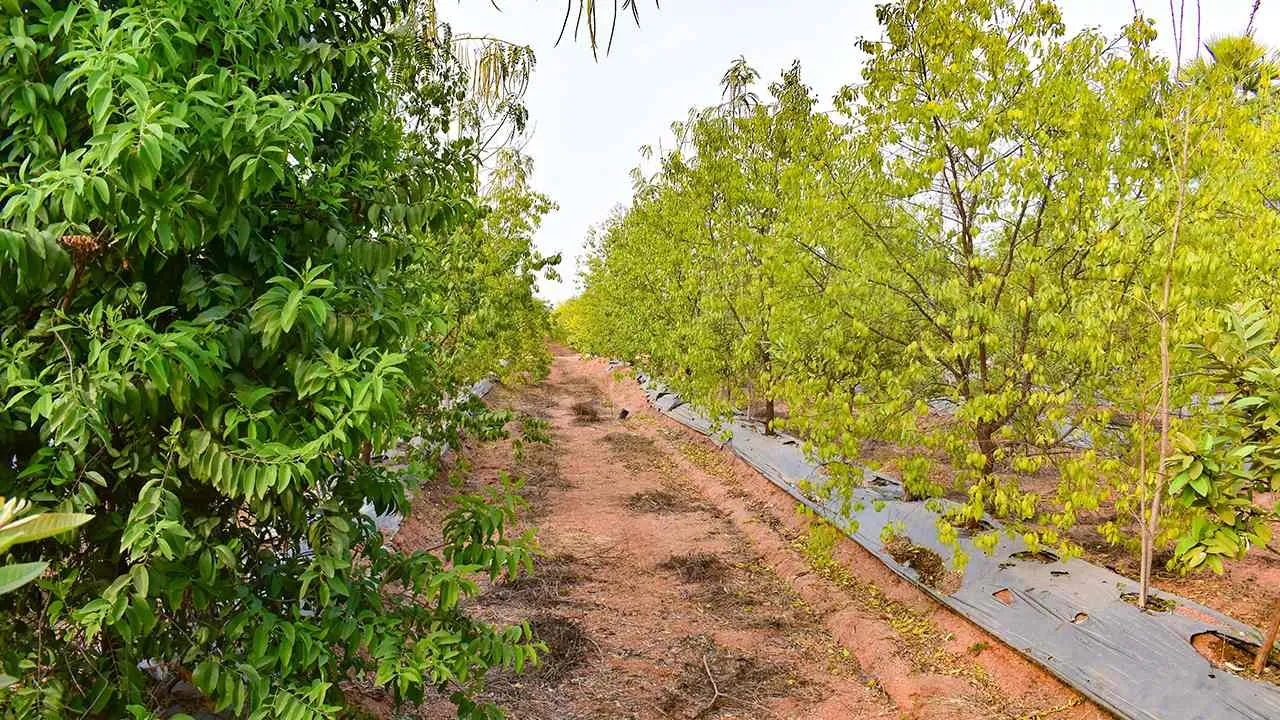 giá gỗ đàn hương hiện nay