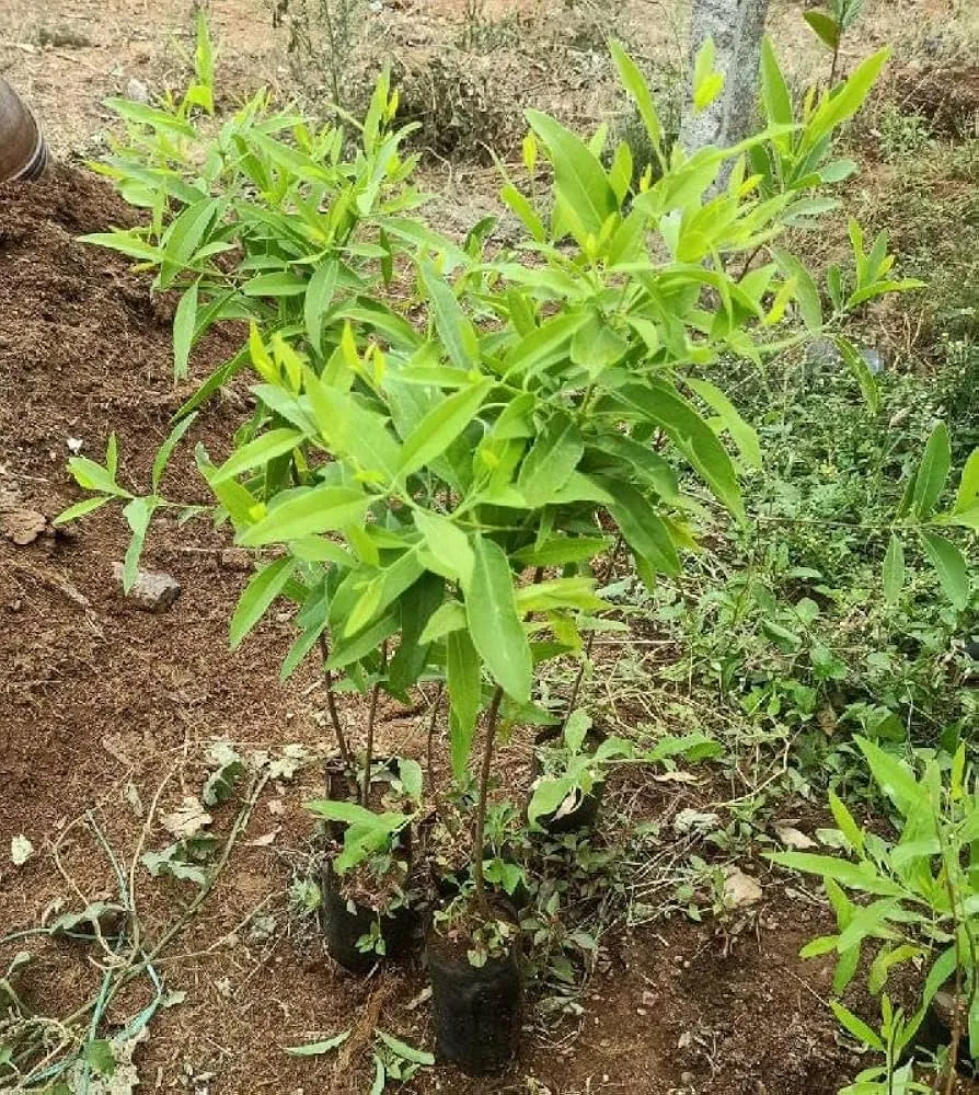 giá trị kinh tế cây đàn hương