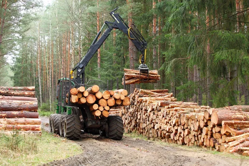 giấy tờ cần có khi khai thác gỗ đàn hương