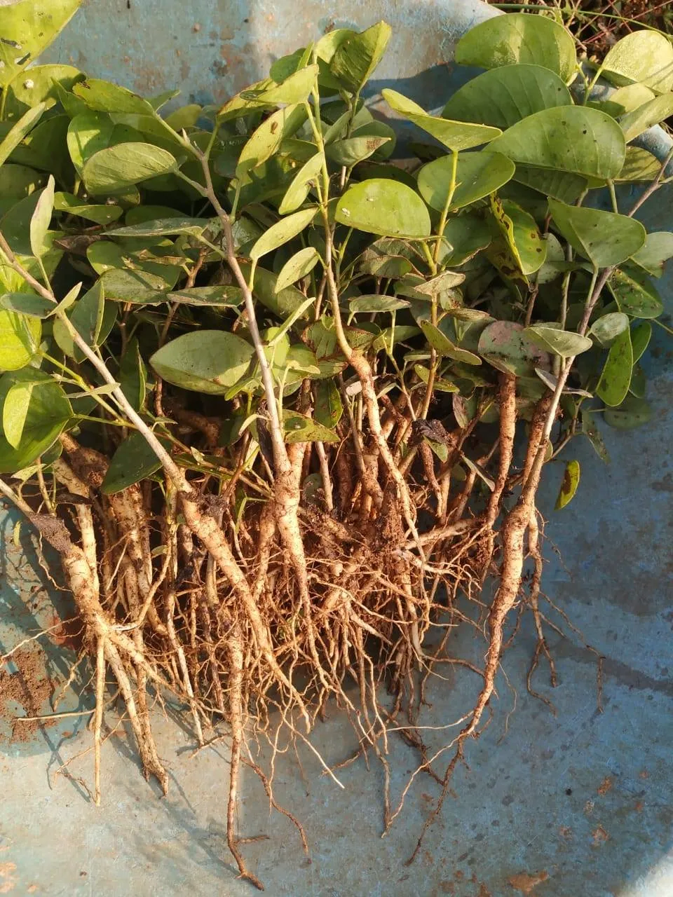 hệ vi sinh vật vùng rễ đàn hương