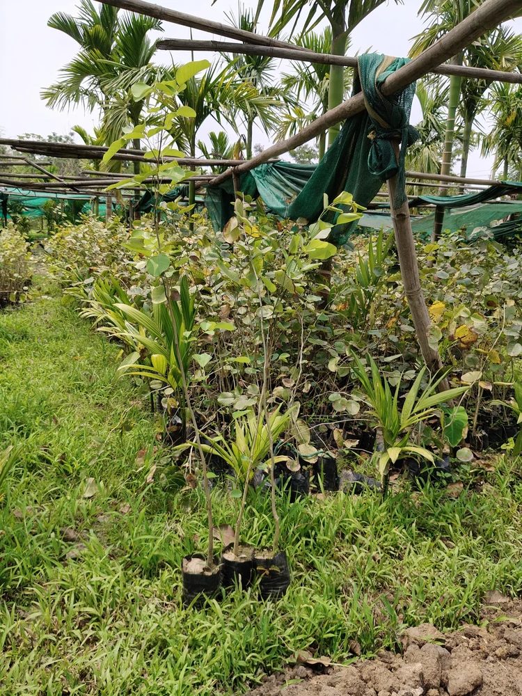hội thảo cây đàn hương tại Nghệ An